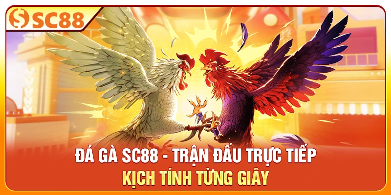 Đá Gà SC88 - Trận Đấu Trực Tiếp, Kịch Tính Từng Giây